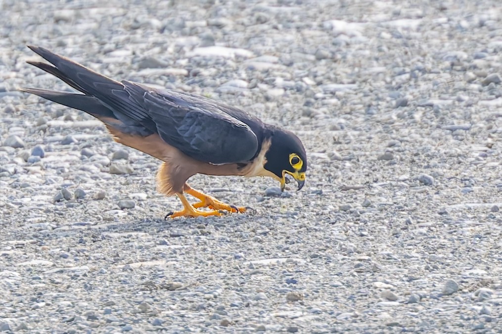 Oriental Hobby - ML640699872