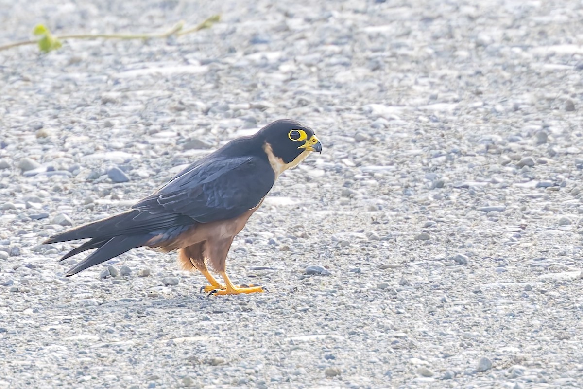 Oriental Hobby - ML640699873