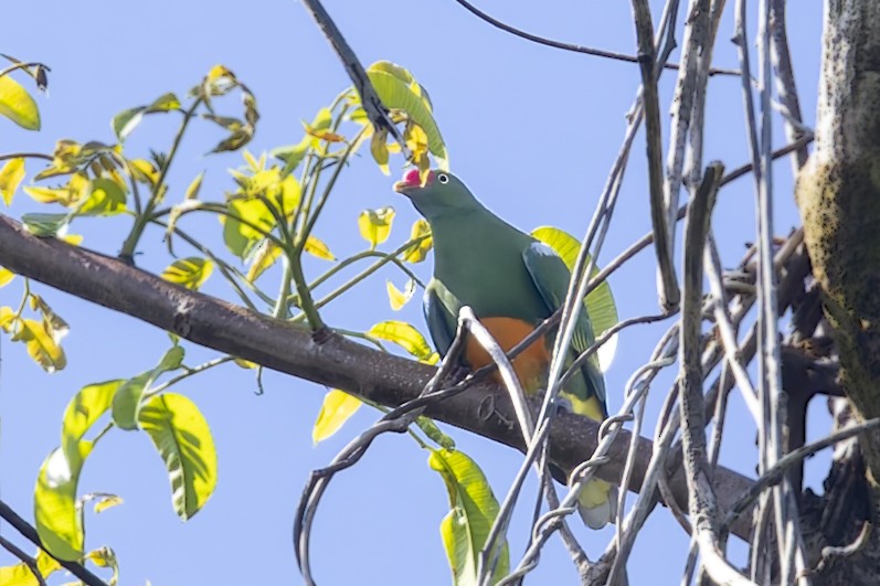 Knob-billed Fruit-Dove - ML640699897
