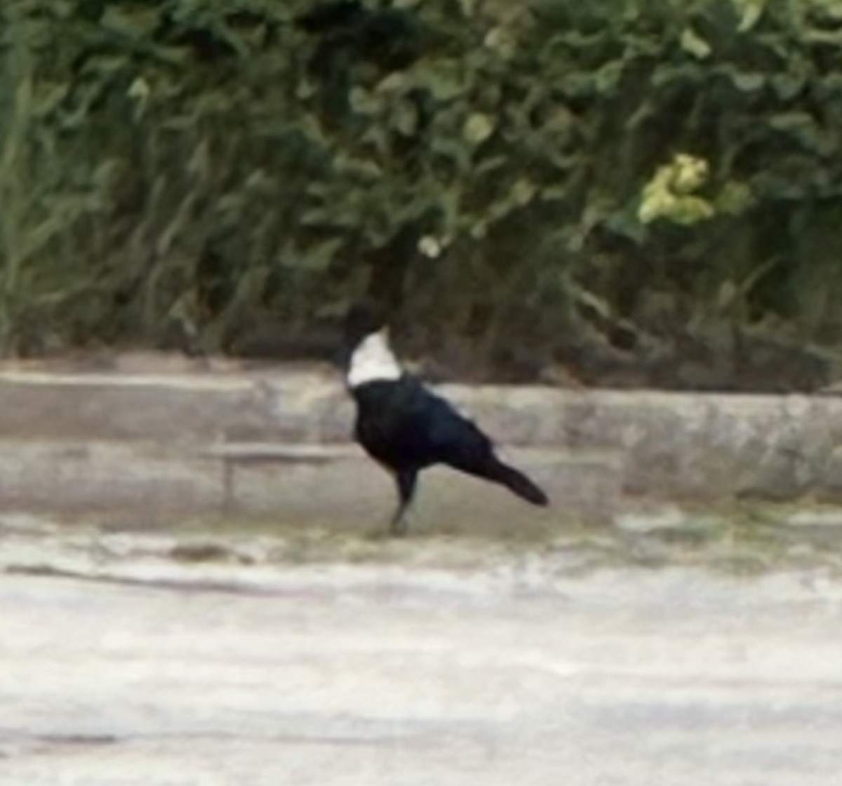 Collared Crow - ML640699899