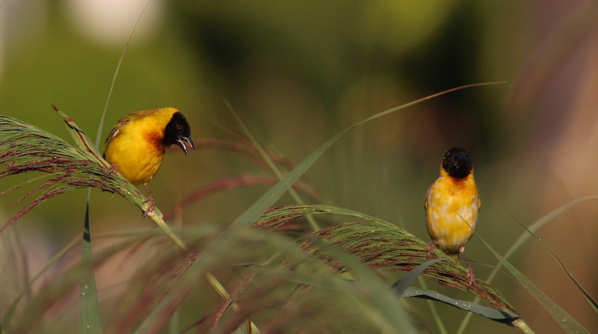 Black-headed Weaver - ML640699906