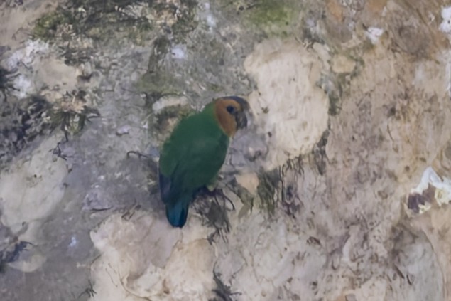 Buff-faced Pygmy-Parrot - ML640699907