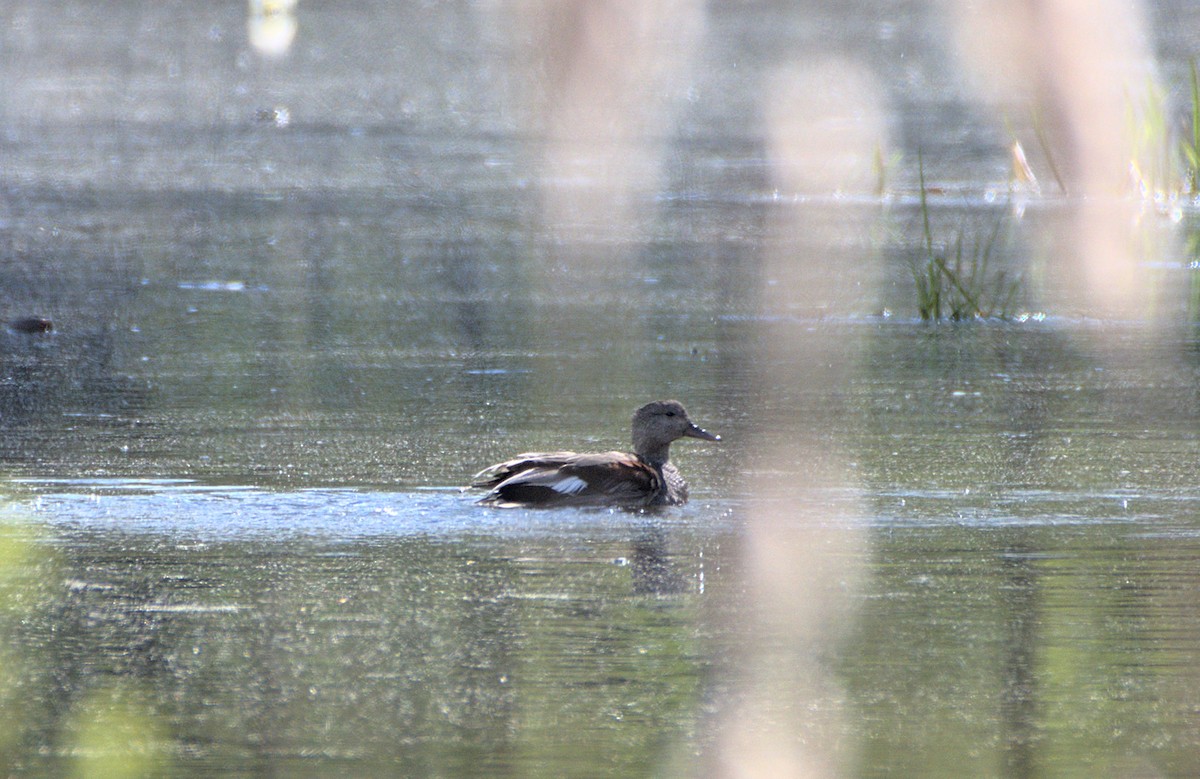 Gadwall - ML640699934