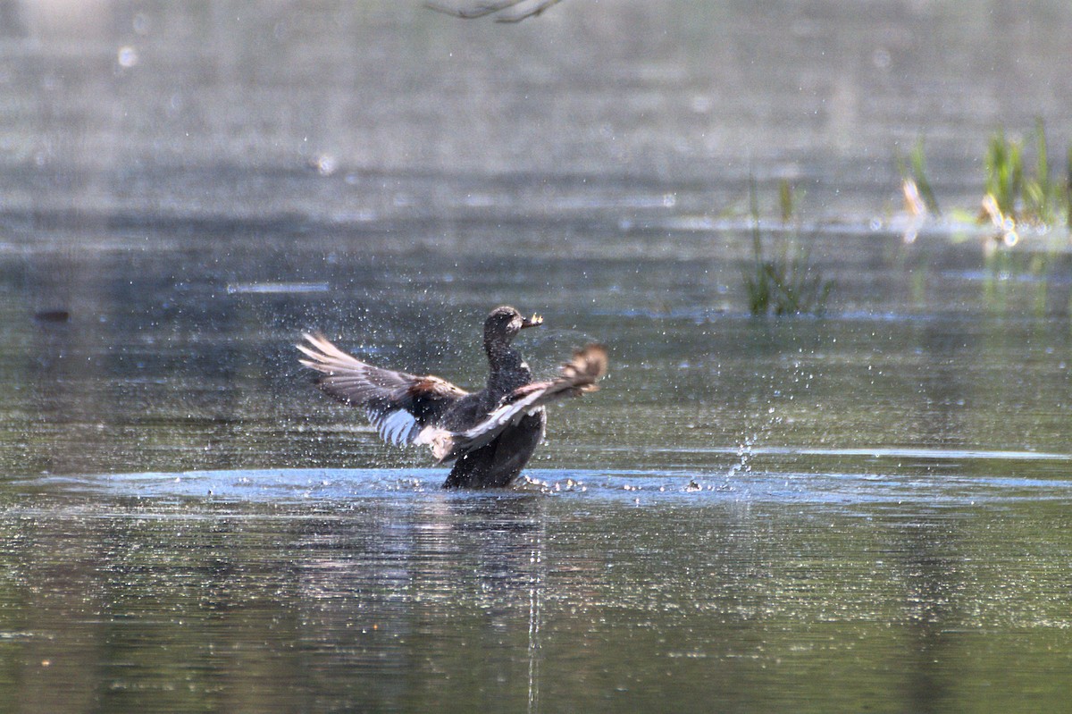 Gadwall - ML640699937