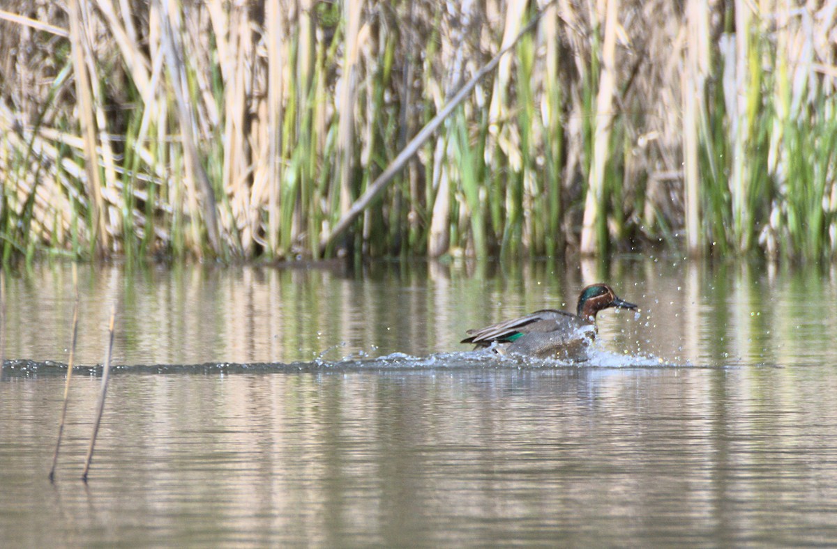 Green-winged Teal - ML640699972