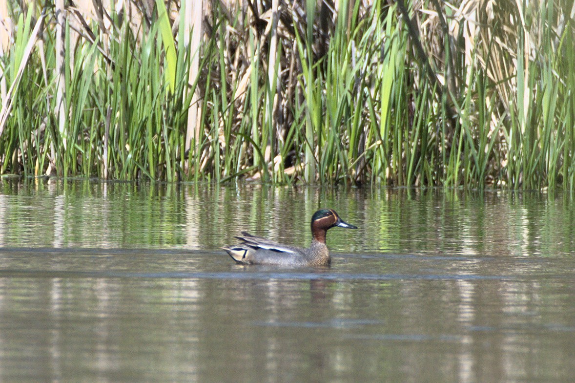 Green-winged Teal - ML640699973
