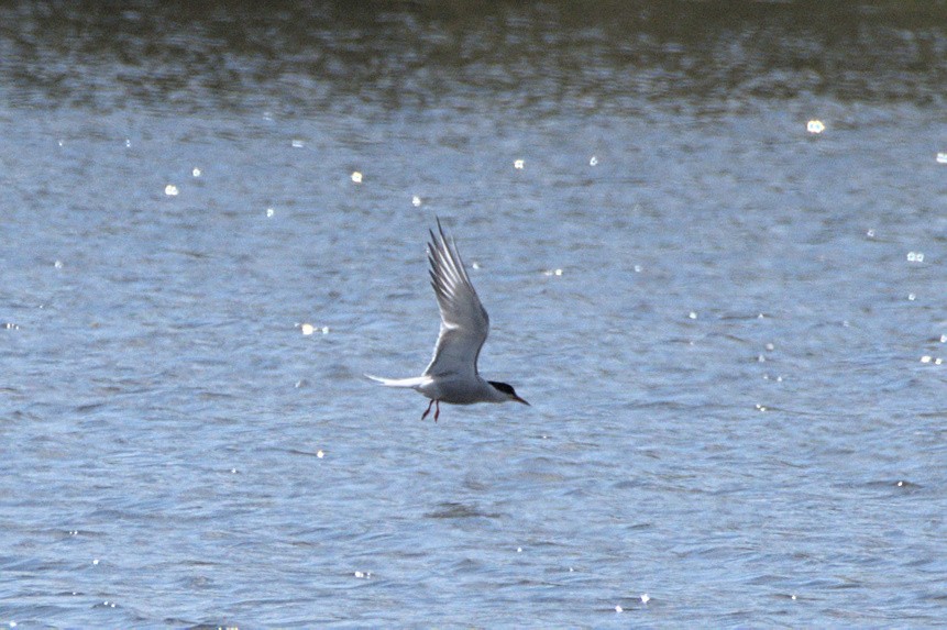 Common Tern - ML640699984