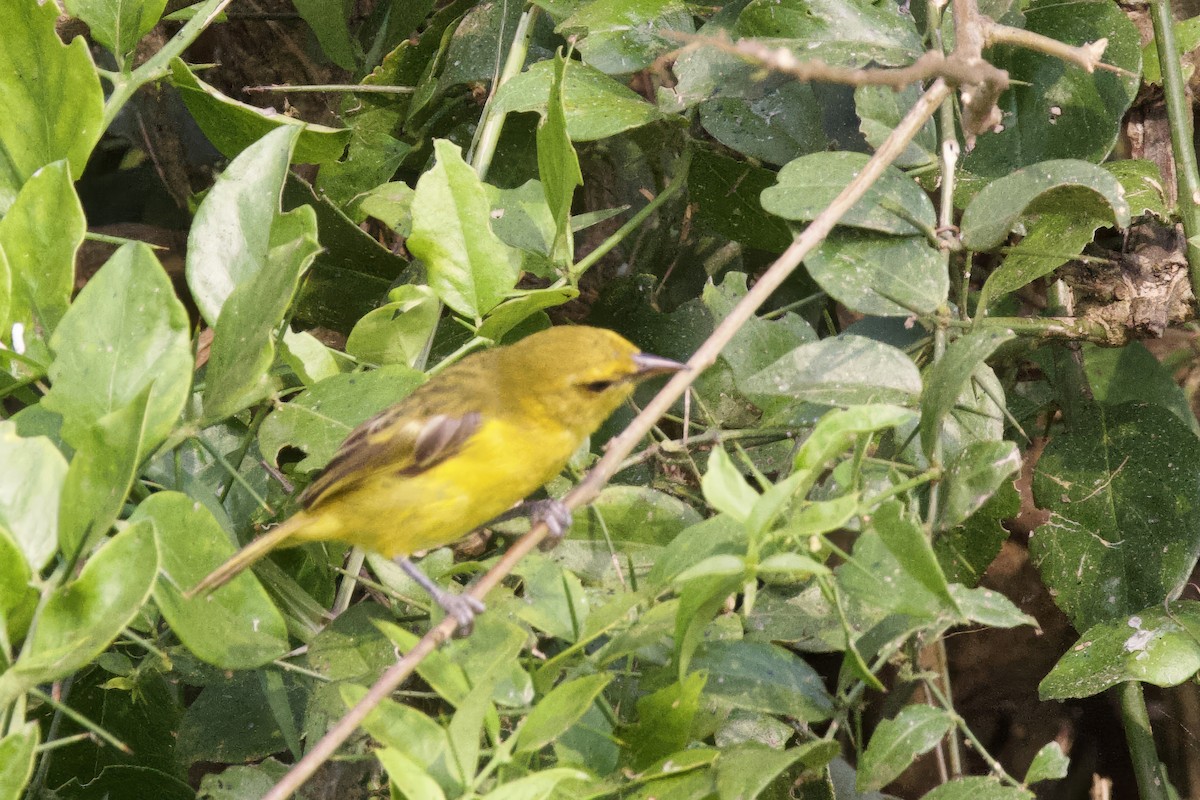 Slender-billed Weaver - ML640699992