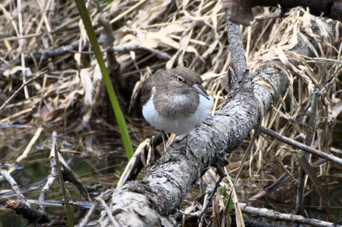 Common Sandpiper - ML640699994