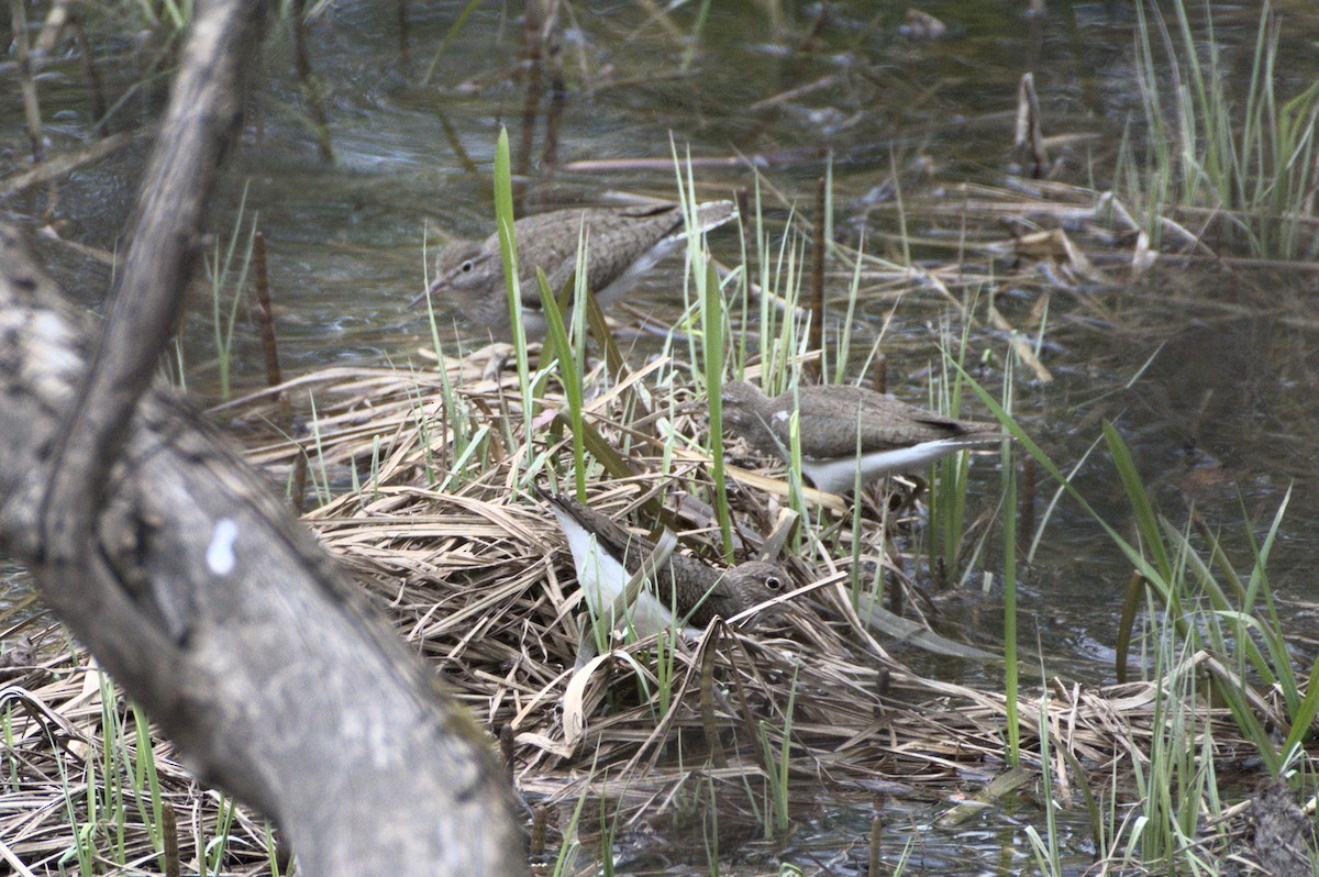 Common Sandpiper - ML640699999