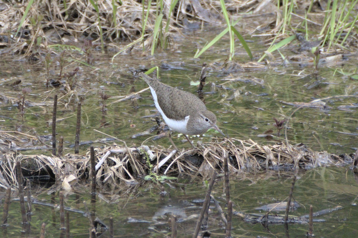 Common Sandpiper - ML640700001