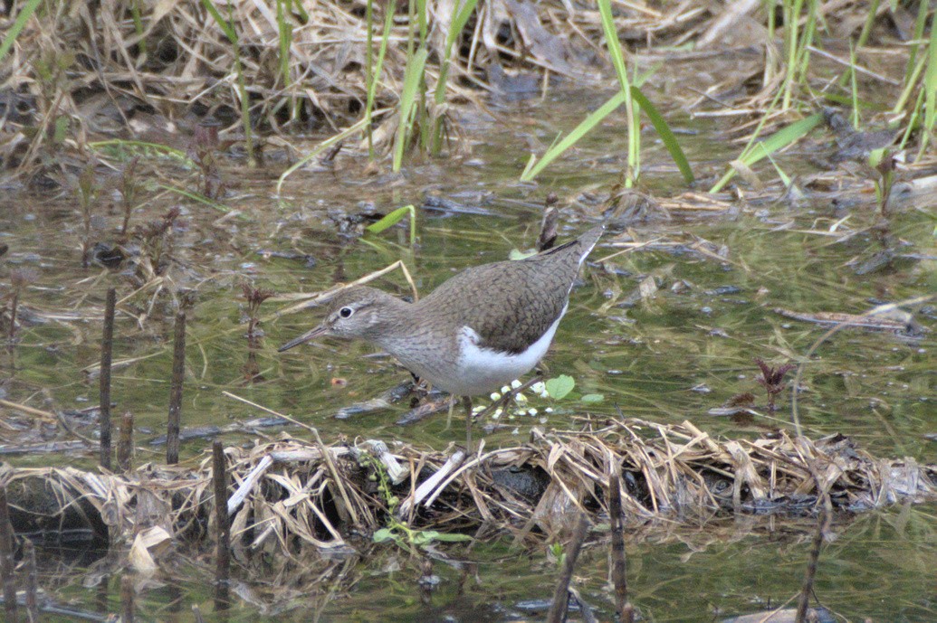 Common Sandpiper - ML640700004
