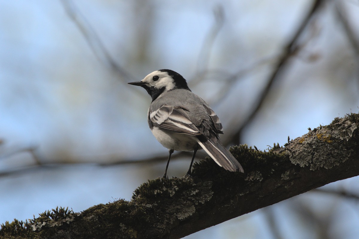 White Wagtail - ML640700005