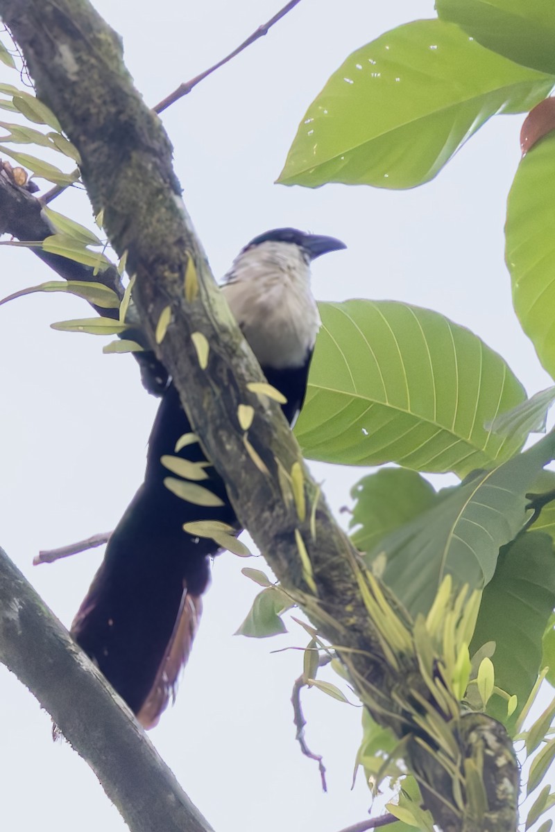 Pied Coucal - ML640700008