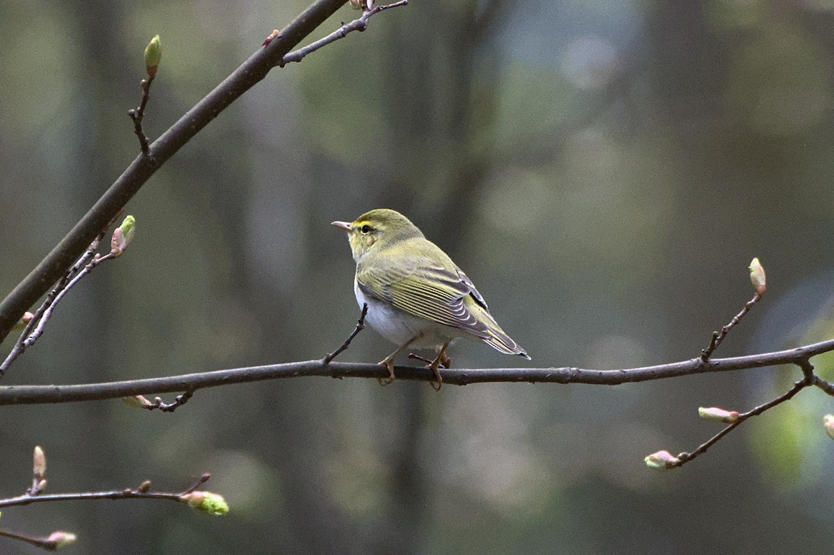 Wood Warbler - ML640700011