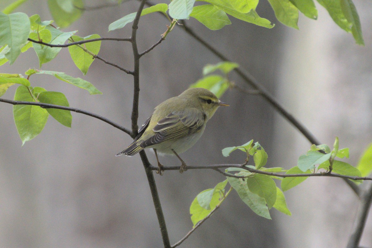 Wood Warbler - ML640700014