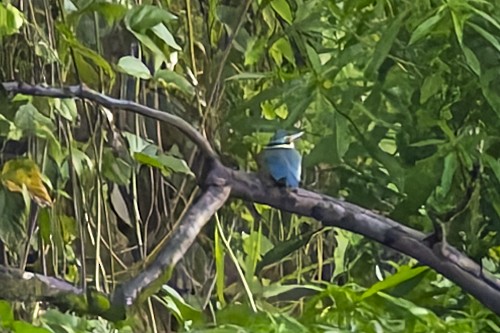 kingfisher sp. - ML640700016