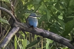 kingfisher sp. - ML640700017