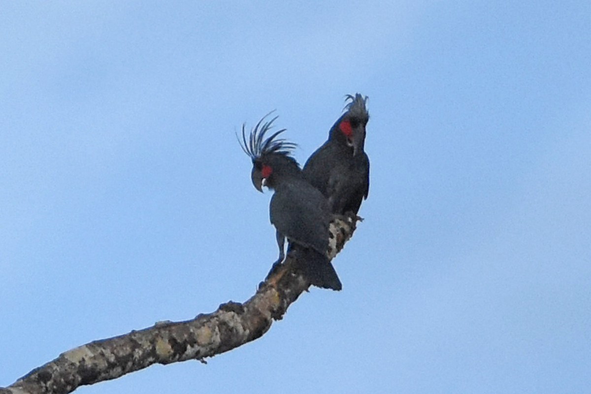 Cacatúa Enlutada - ML640700045