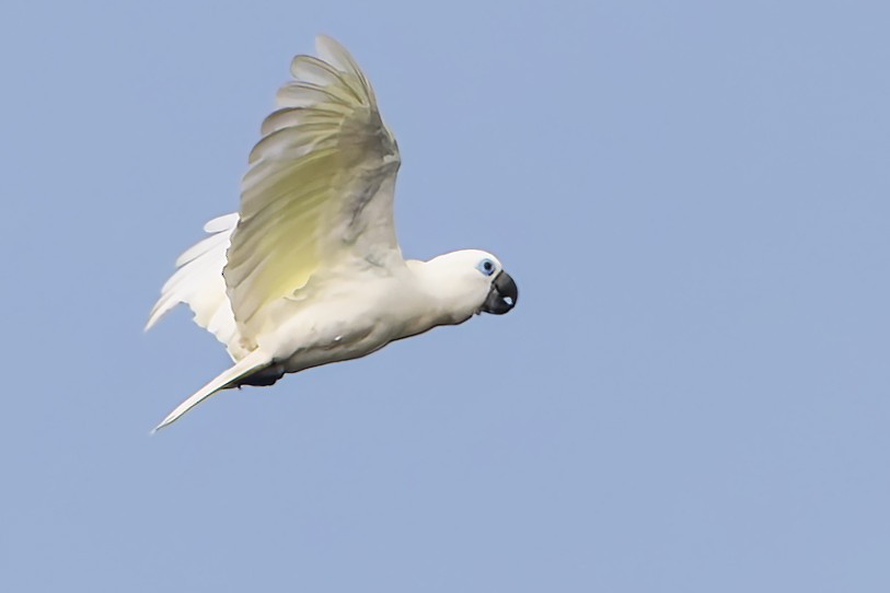 Blue-eyed Cockatoo - ML640700049