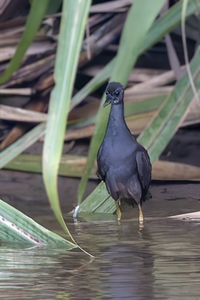 Pale-vented Bush-hen - ML640700055