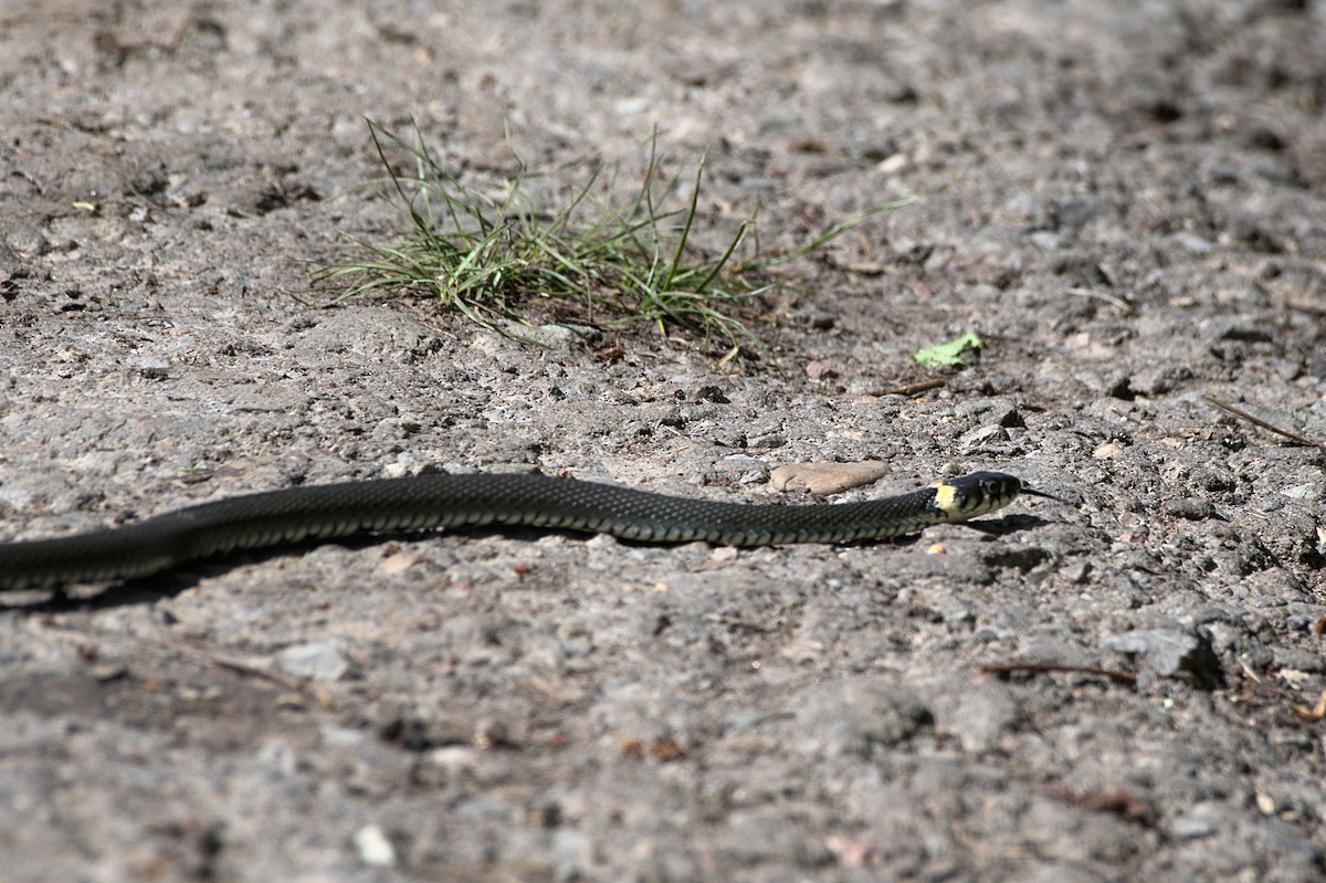 grass snake - ML640700058