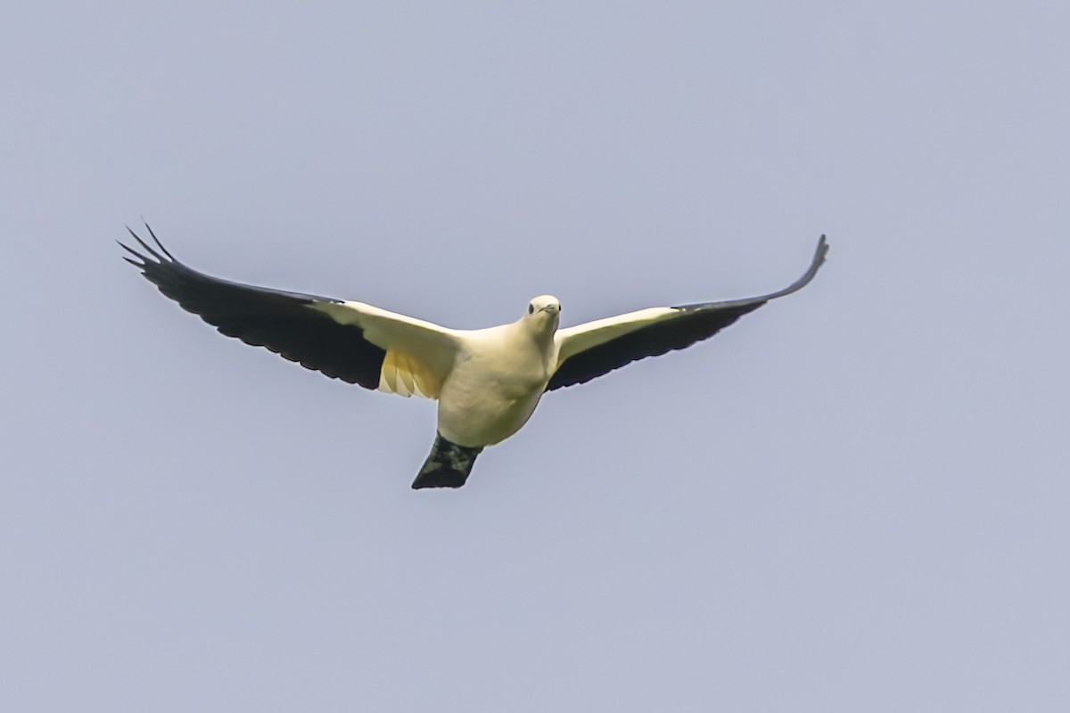 Yellowish Imperial-Pigeon - ML640700068