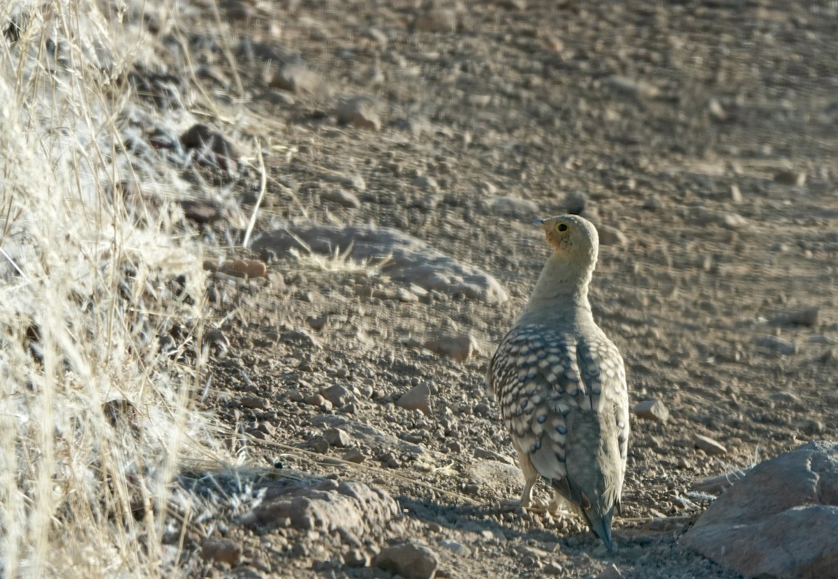 Namaqua Sandgrouse - ML640700073