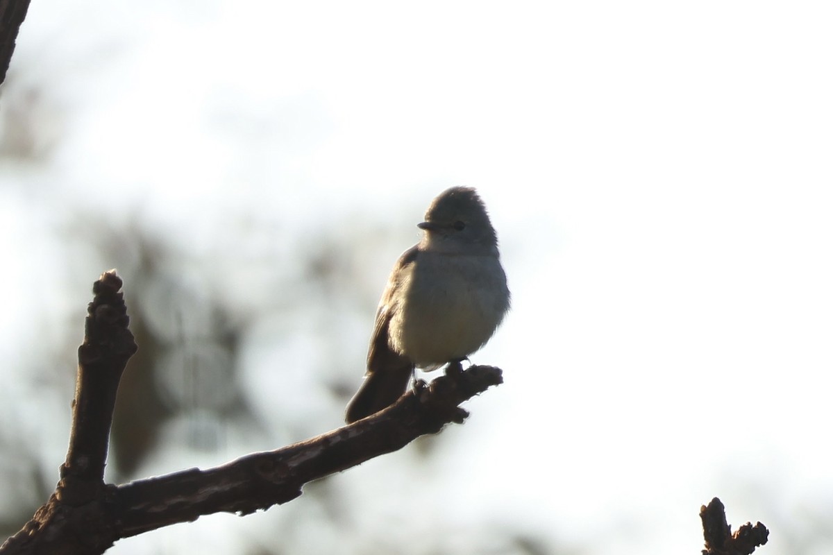 Southern Scrub-Flycatcher - ML640700120