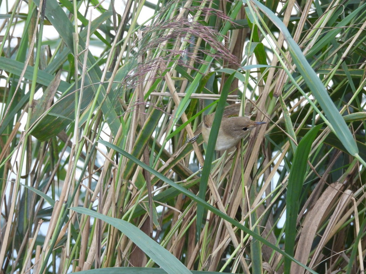 Common Reed Warbler - ML640700138