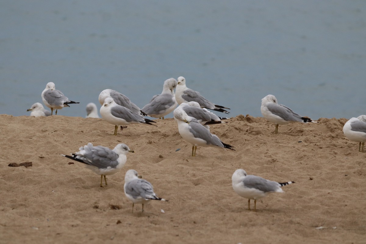 Ring-billed Gull - ML640700139