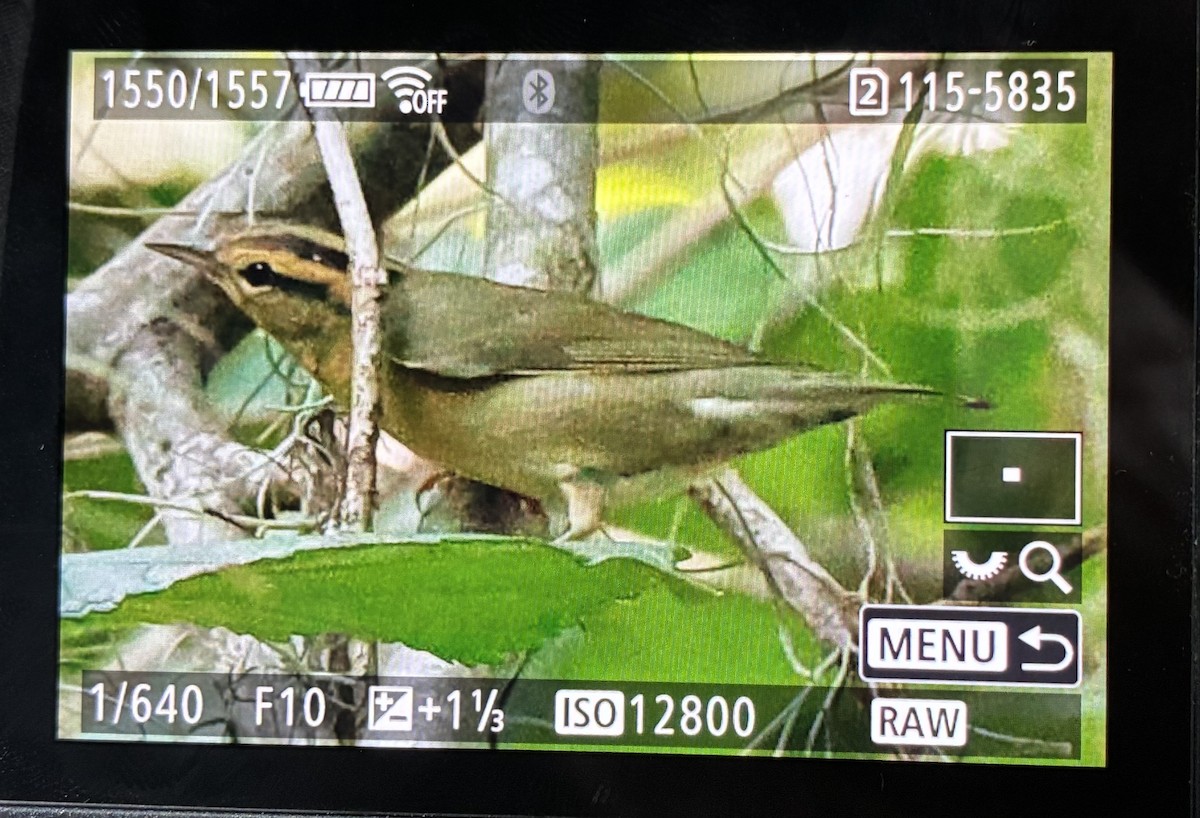 Worm-eating Warbler - ML640700163