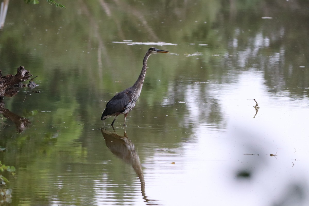 Great Blue Heron - ML640700166