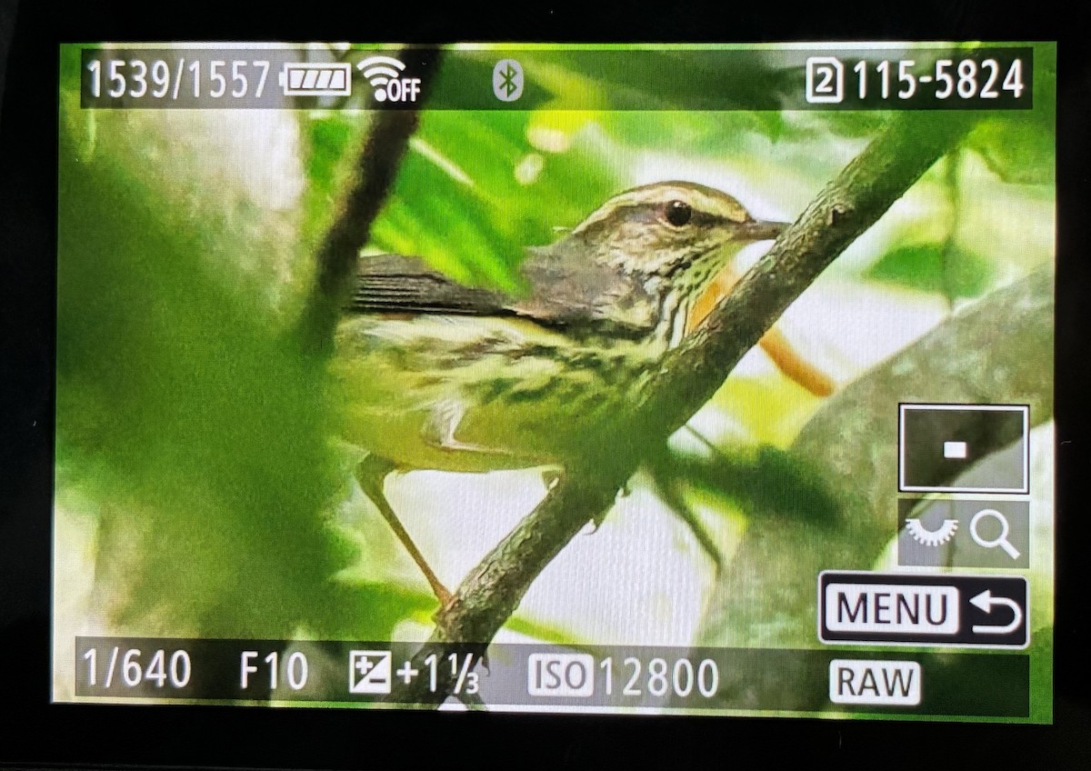 Northern Waterthrush - ML640700167