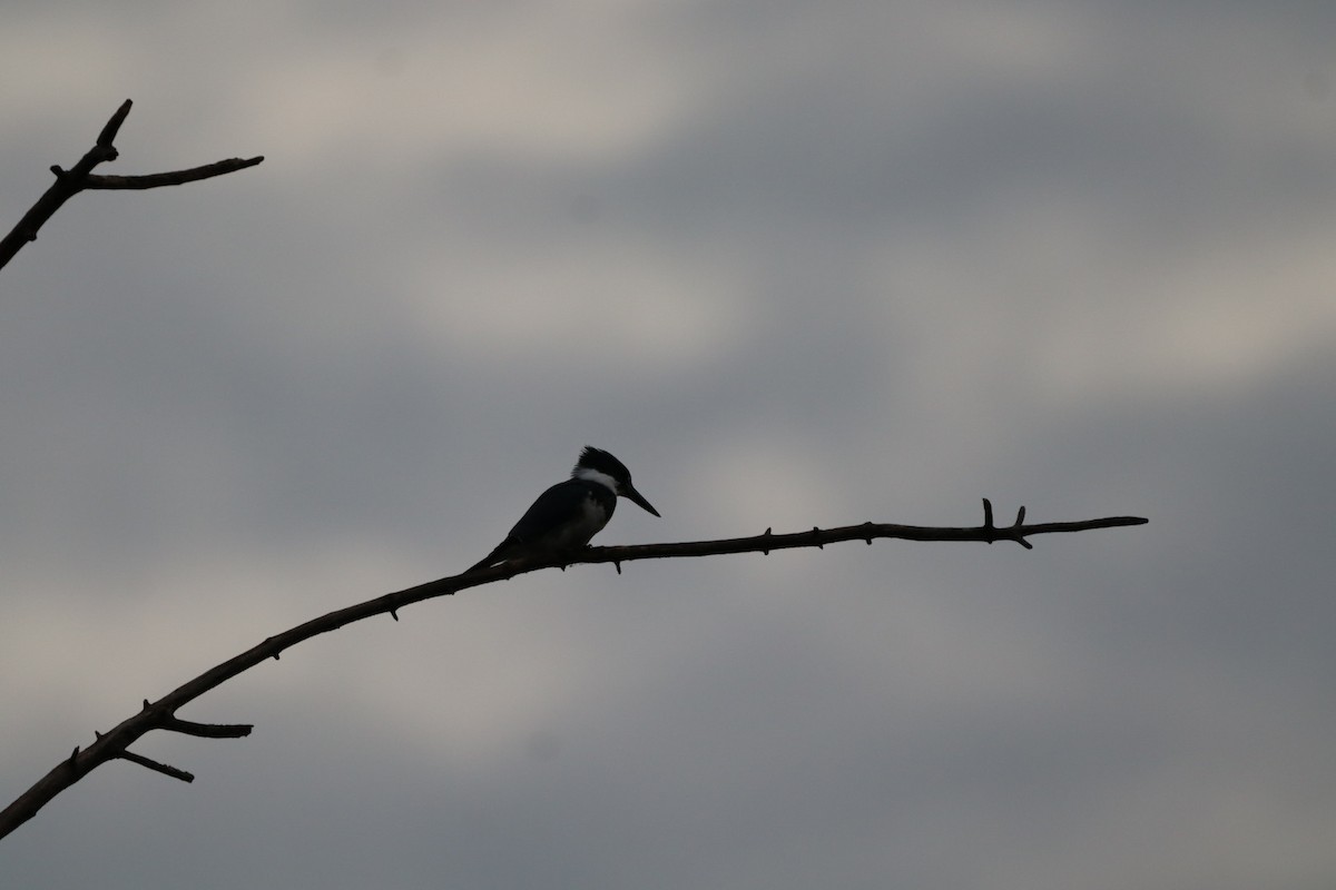 Belted Kingfisher - ML640700176