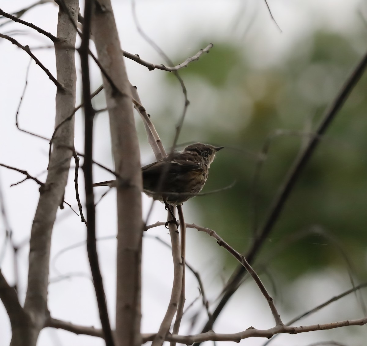 Yellow-rumped Warbler - ML640700201