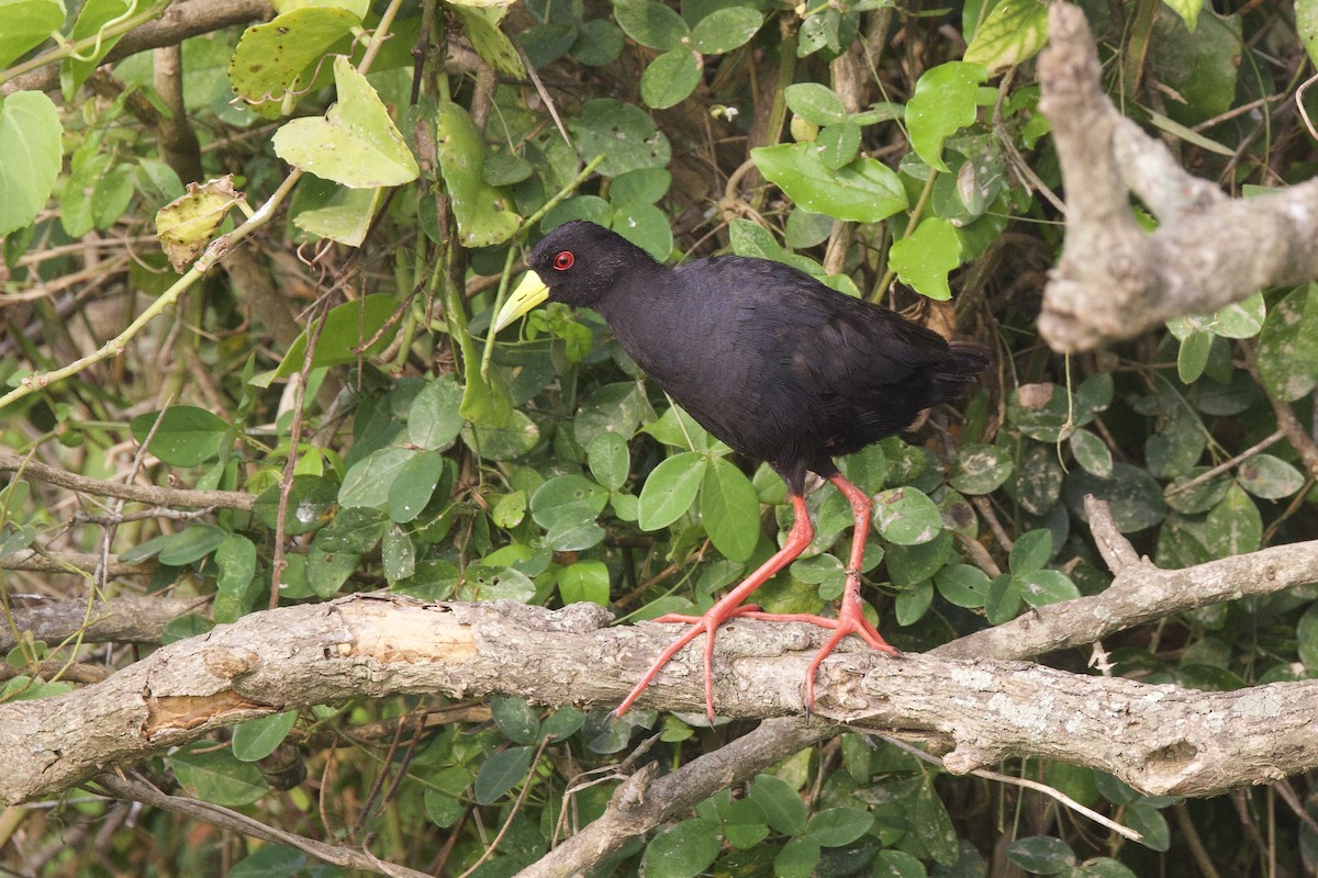 Black Crake - ML640700207