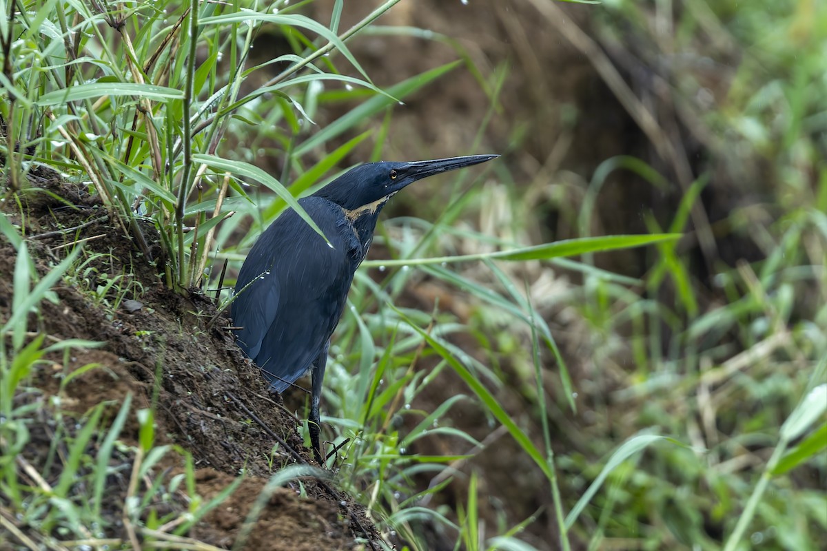 Black Bittern - ML640700210