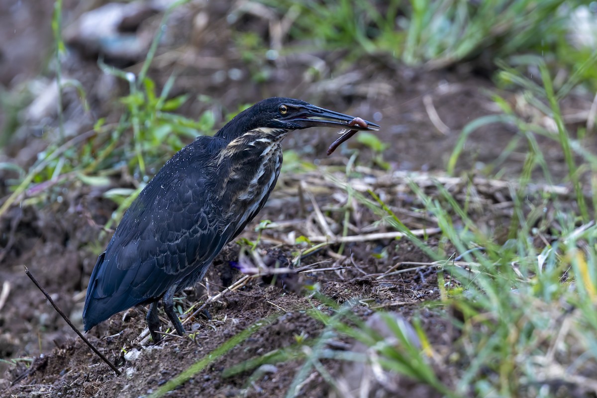 Black Bittern - ML640700211