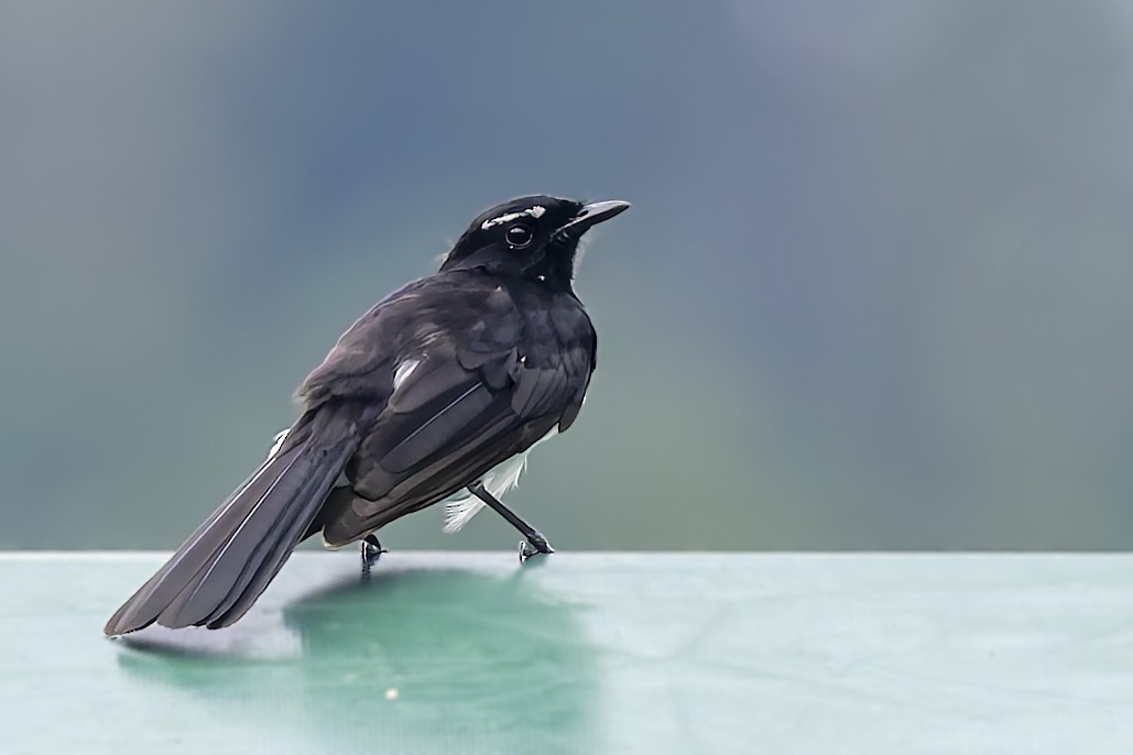 Willie-wagtail - ML640700257