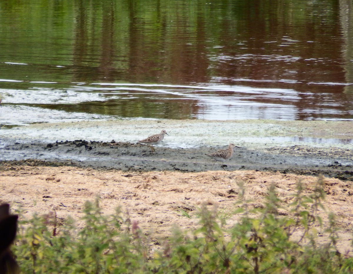 Pectoral Sandpiper - ML640700263
