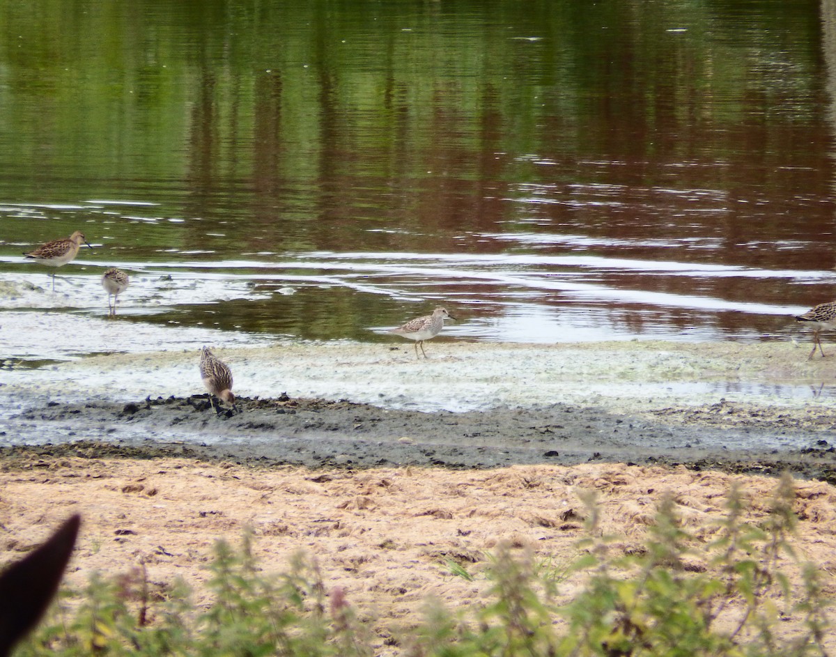 Pectoral Sandpiper - ML640700264