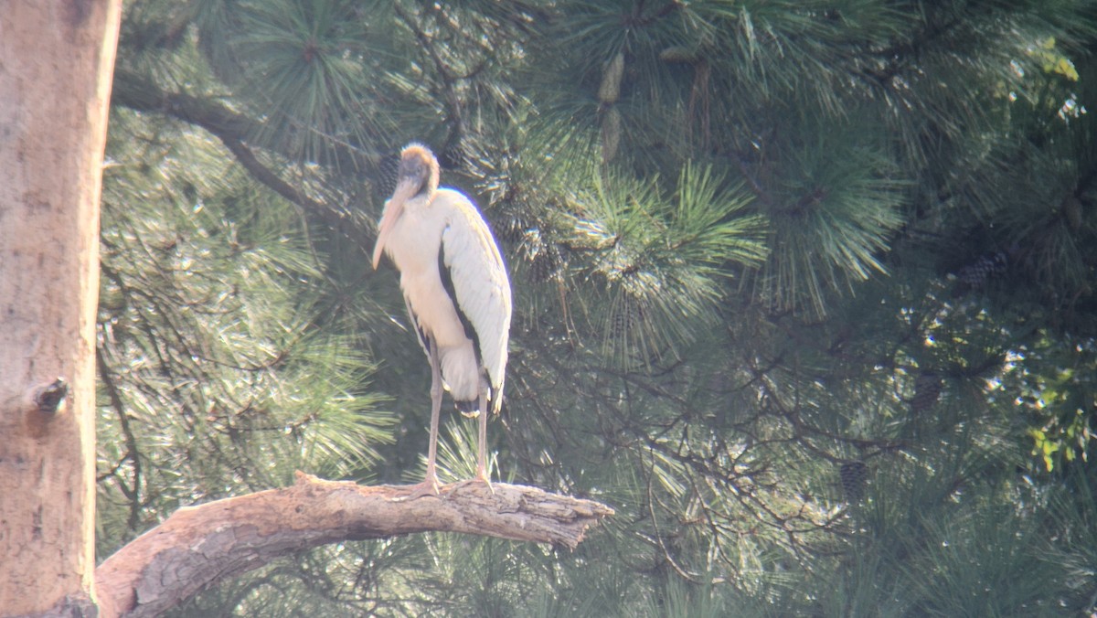 Wood Stork - ML640700265