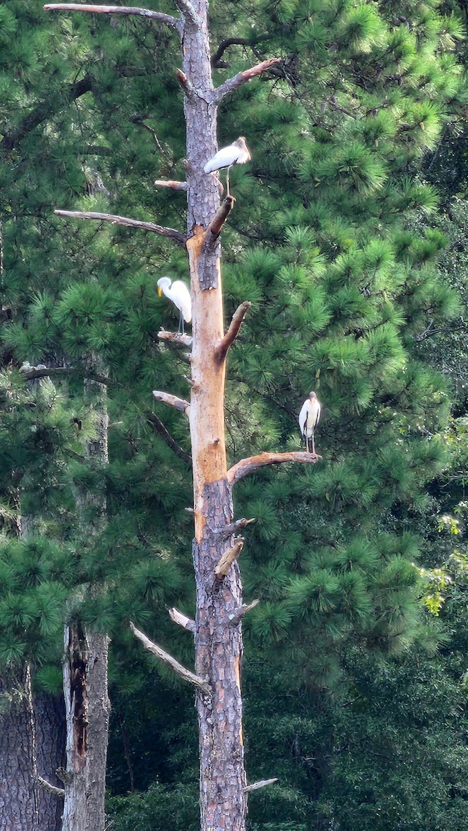 Wood Stork - ML640700266