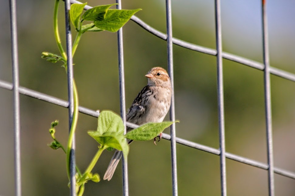 Карнатка лучна - ML640700278