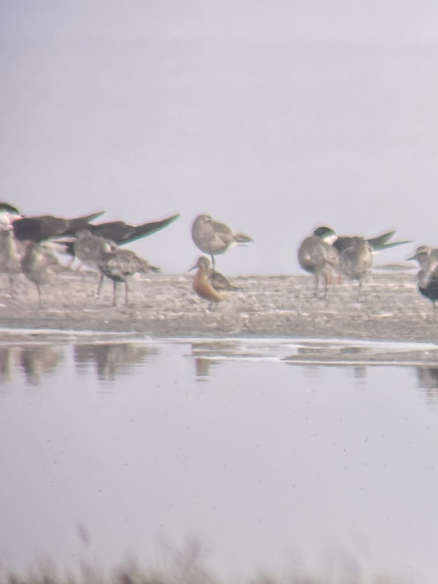 Red Knot - ML640700319