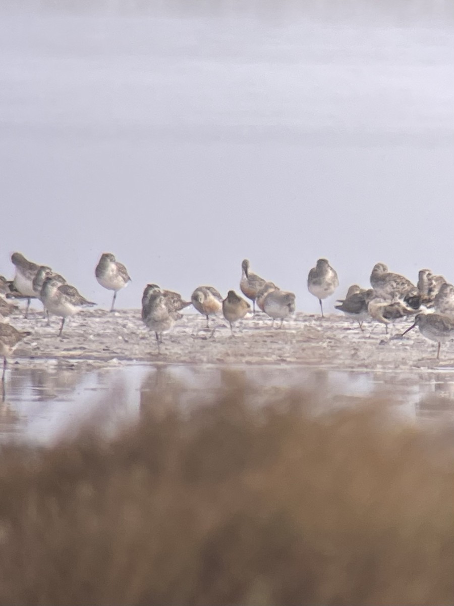 Red Knot - ML640700321