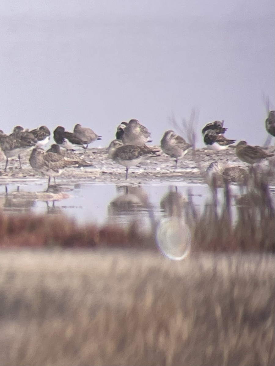 Ruddy Turnstone - ML640700326