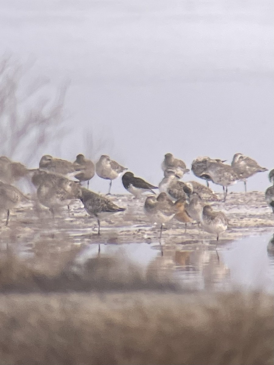 Black Turnstone - ML640700329