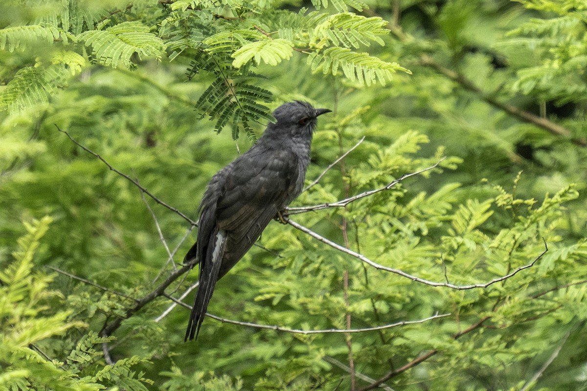 Graubauchkuckuck - ML640700396